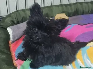 Yorkshire Terrier dogs Yorkshire Terrier - Advert 1