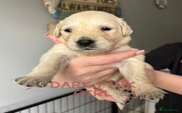 Golden Retriever dogs for sale: Quality KC golden retriever puppies  - Image 7