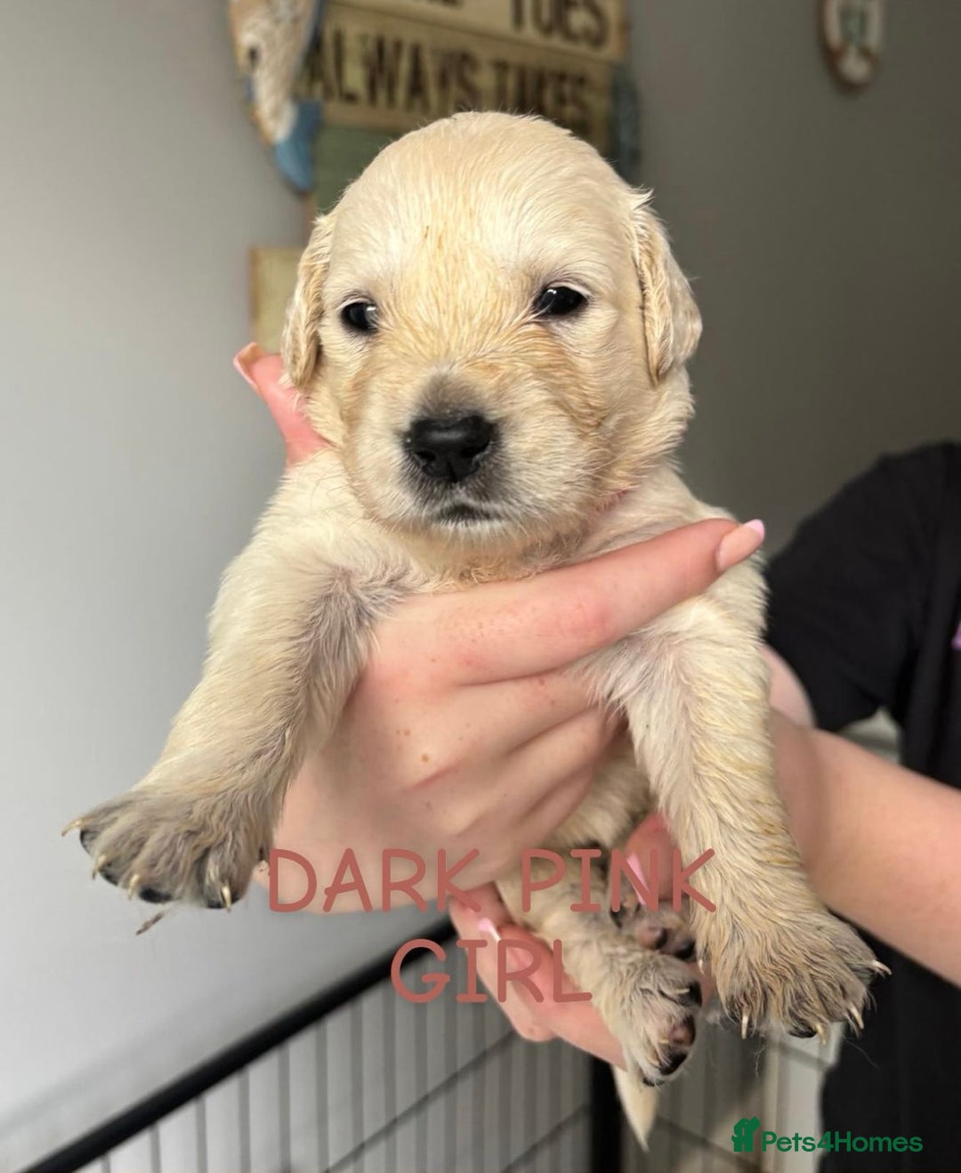 Golden Retriever dogs for sale: Quality KC golden retriever puppies  - Image 7