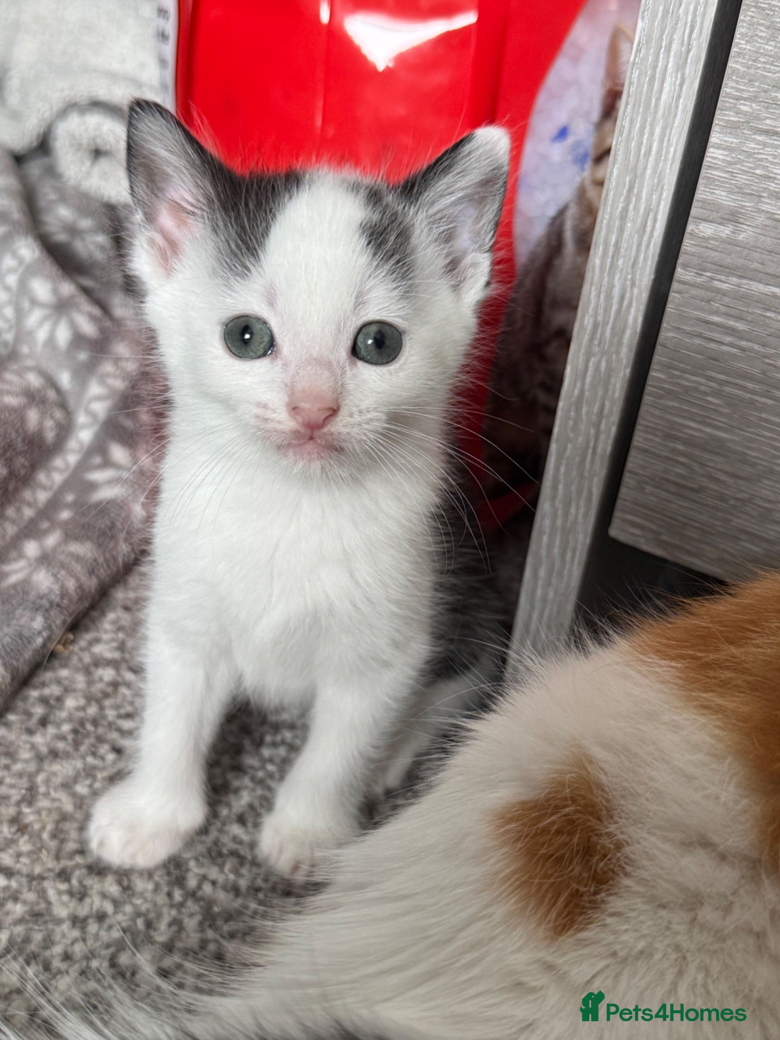 Mixed Breed cats 1 Beautiful Kitten left to find his Forever Homes - Advert 1