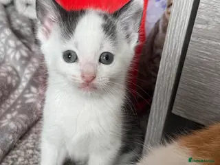 Mixed Breed cats 1 Beautiful Kitten left to find his Forever Homes - Advert 1
