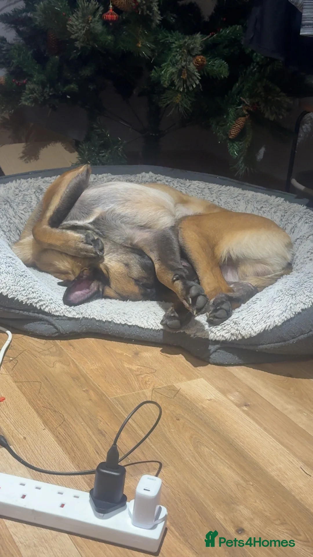 Belgian Shepherd Dog dogs for sale: ODIN - Belgian Malinois  - Advert 4