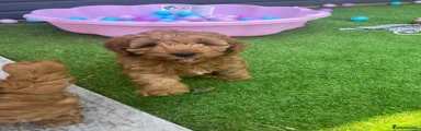Cockapoo 1