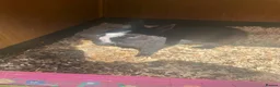 Mixed Breed rabbits for sale: Mix rabbits please read listing  - Advert 5