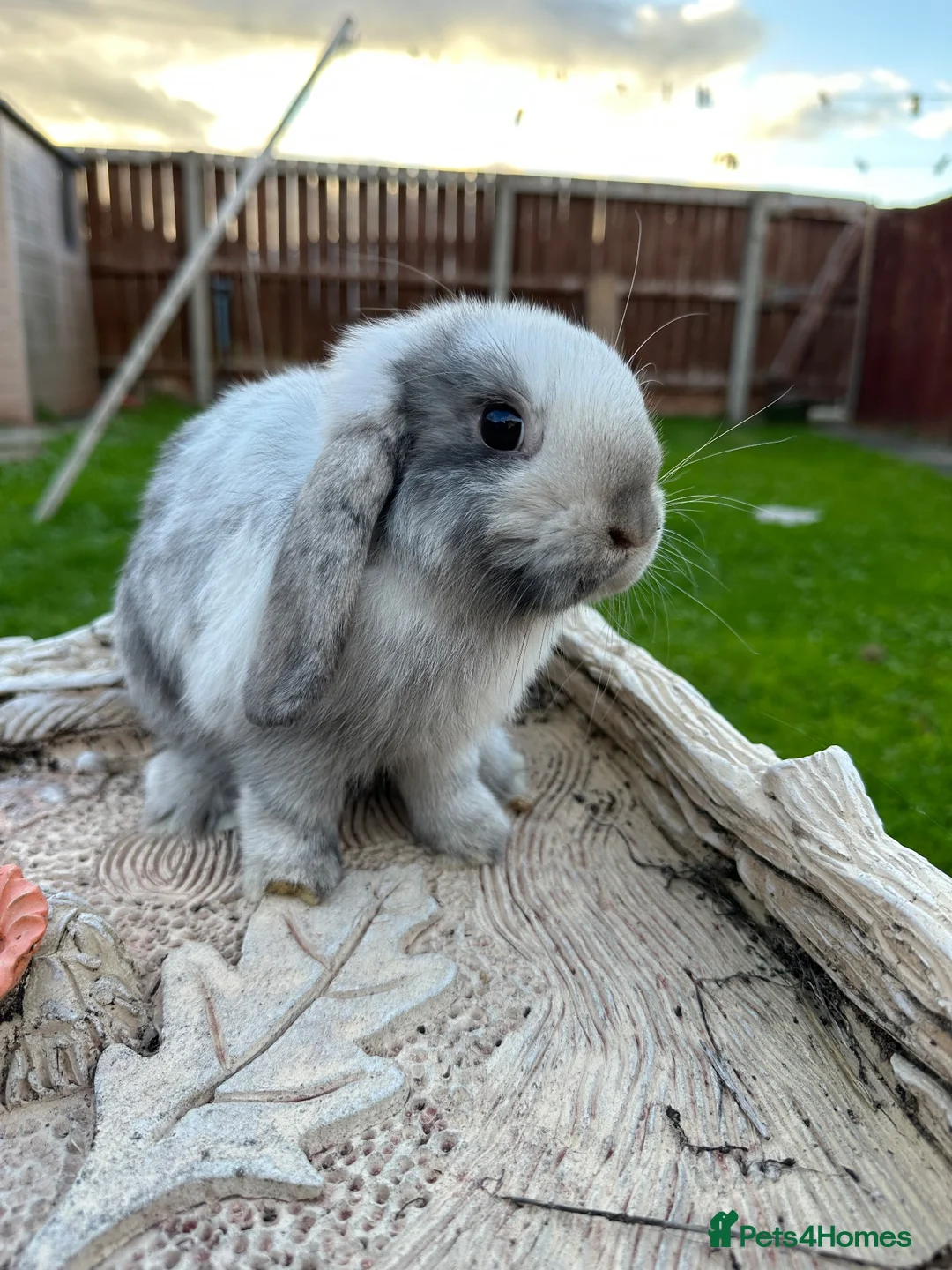 Mini Lop rabbits for sale: Mini lop bunny’s for sale update - Advert 9