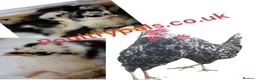 Chickens poultry for sale: Day‑Old Chicks and Hatching eggs - pure breed - Advert 30
