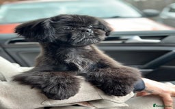 Shih Tzu dogs for stud: Pure breed Shih tzu Stud  - Image 4