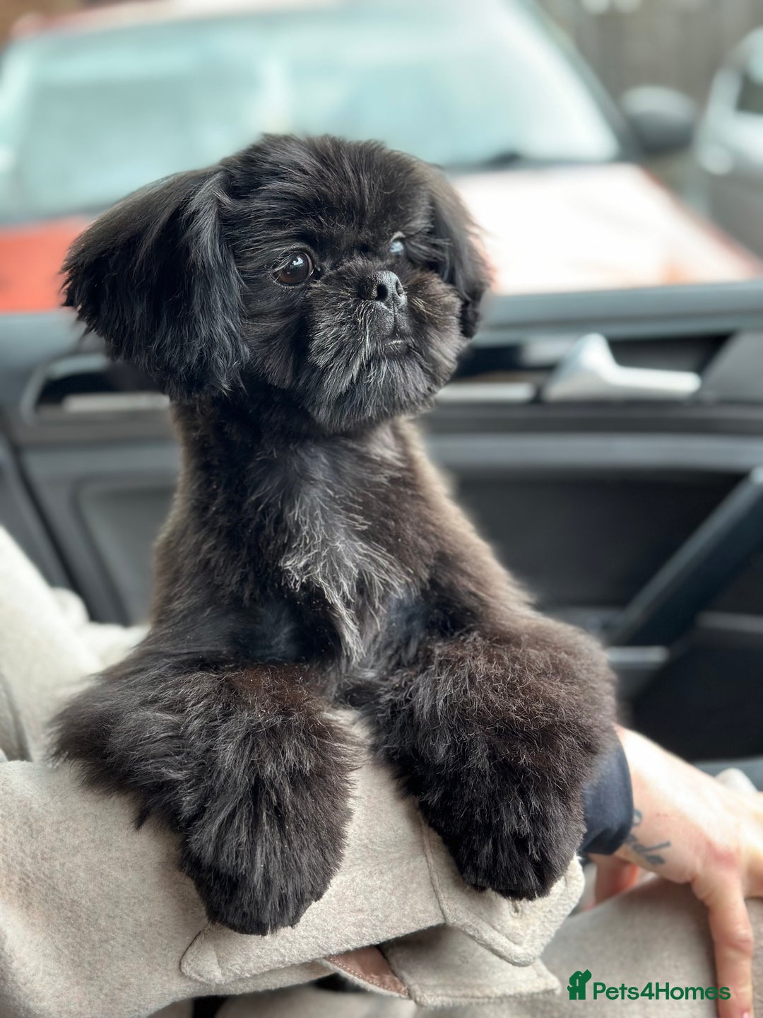 Shih Tzu dogs for stud: Pure breed Shih tzu Stud  - Image 4
