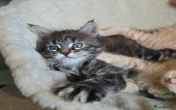 Maine Coon cats for sale: Maine Coon Kittens Tortie/Torbie Russian lines - Image 11