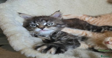 Maine Coon cats - Advert 5
