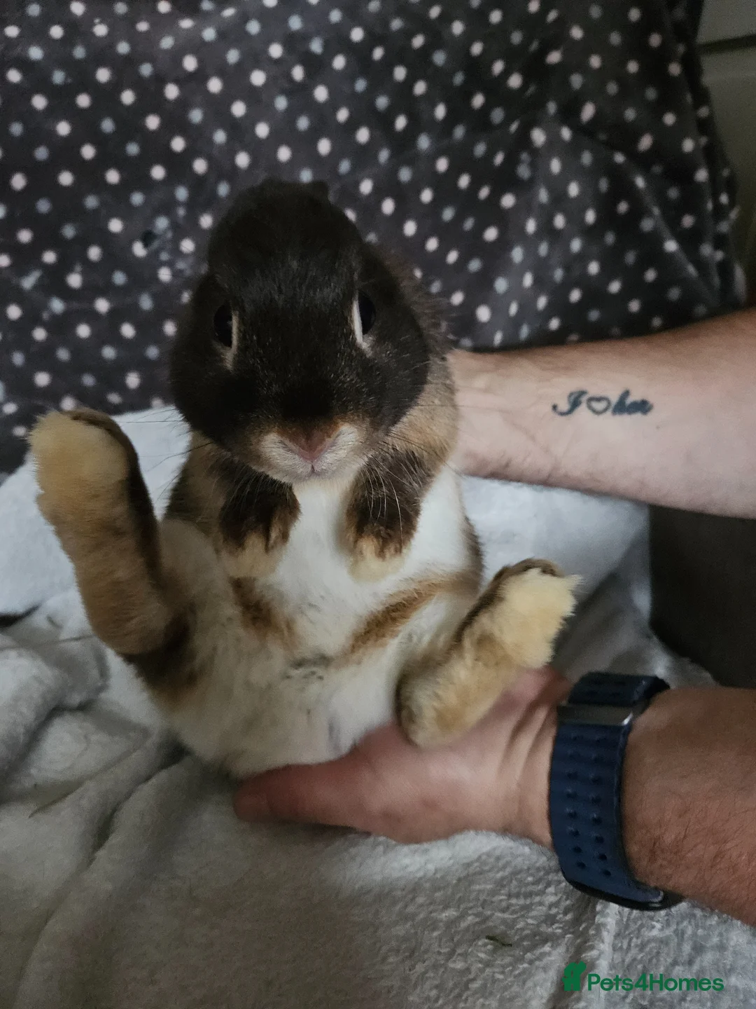 Netherland Dwarf rabbits for sale: Chocolate Otter boy - Advert 4