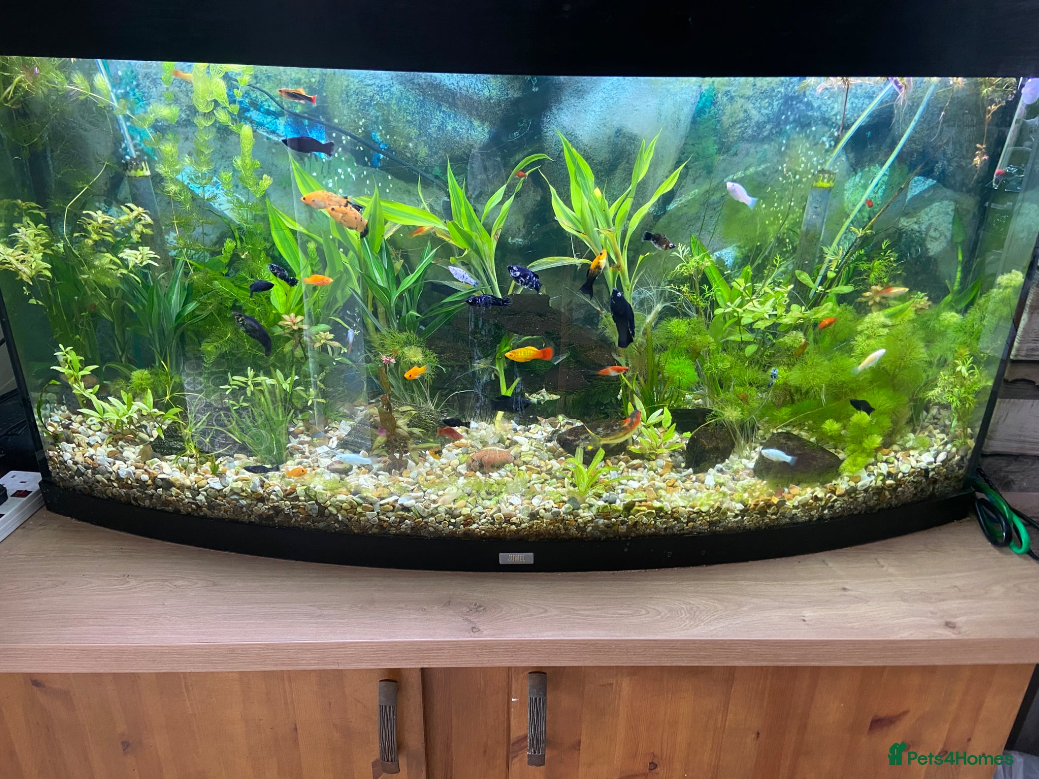 Platies fish Aquarium  - Advert 1