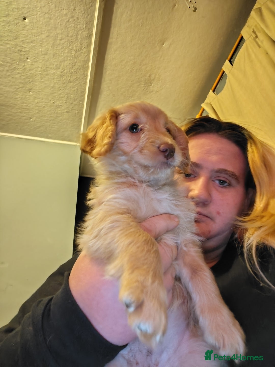 Cockapoo dogs for sale: Cockapoo puppies f2 ready now  - Advert 7