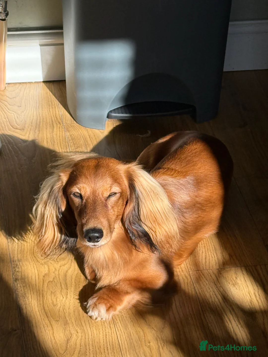 Miniature Dachshund dogs for stud: Long haired Shaded Red Miniature Dachshund   - Advert 1