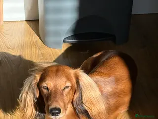 Miniature Dachshund dogs Long haired Shaded Red Miniature Dachshund - Advert 3