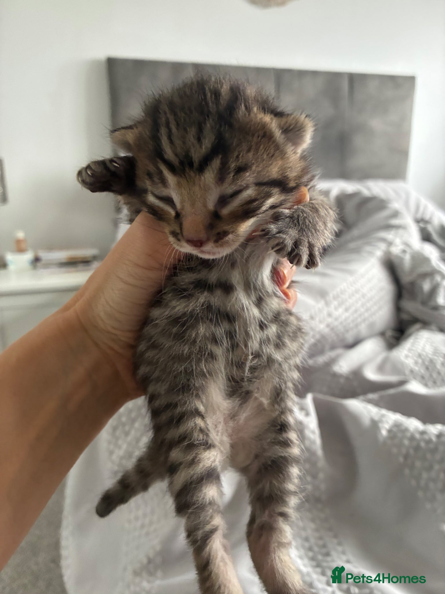 Bengal cats 5 Bengal x 1 snow lynx Bengal 4 brown spotted  - Advert 8