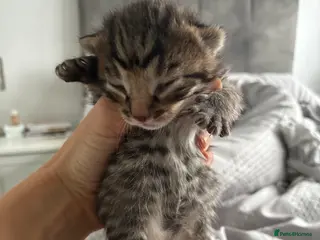 Bengal cats 5 Bengal x 1 snow lynx Bengal 4 brown spotted - Advert 8