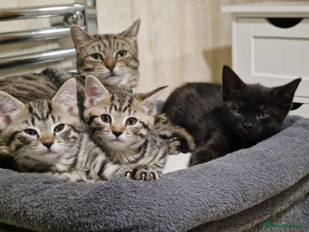 Mixed Breed cats for sale: Adorable kittens in London(SE18) 😻♥️😻 - Advert 11