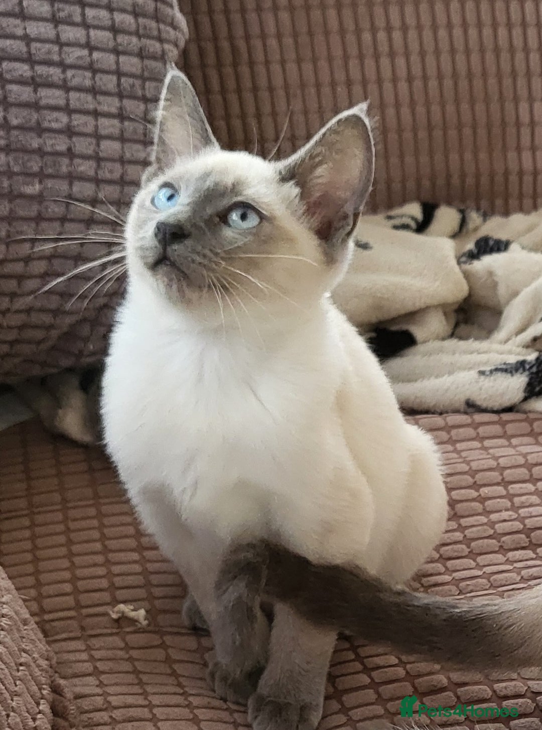Snowshoe cats for sale: Rare Pedigree TICA Snowshoe Kittens -ONLY ONE LEFT - Advert 21