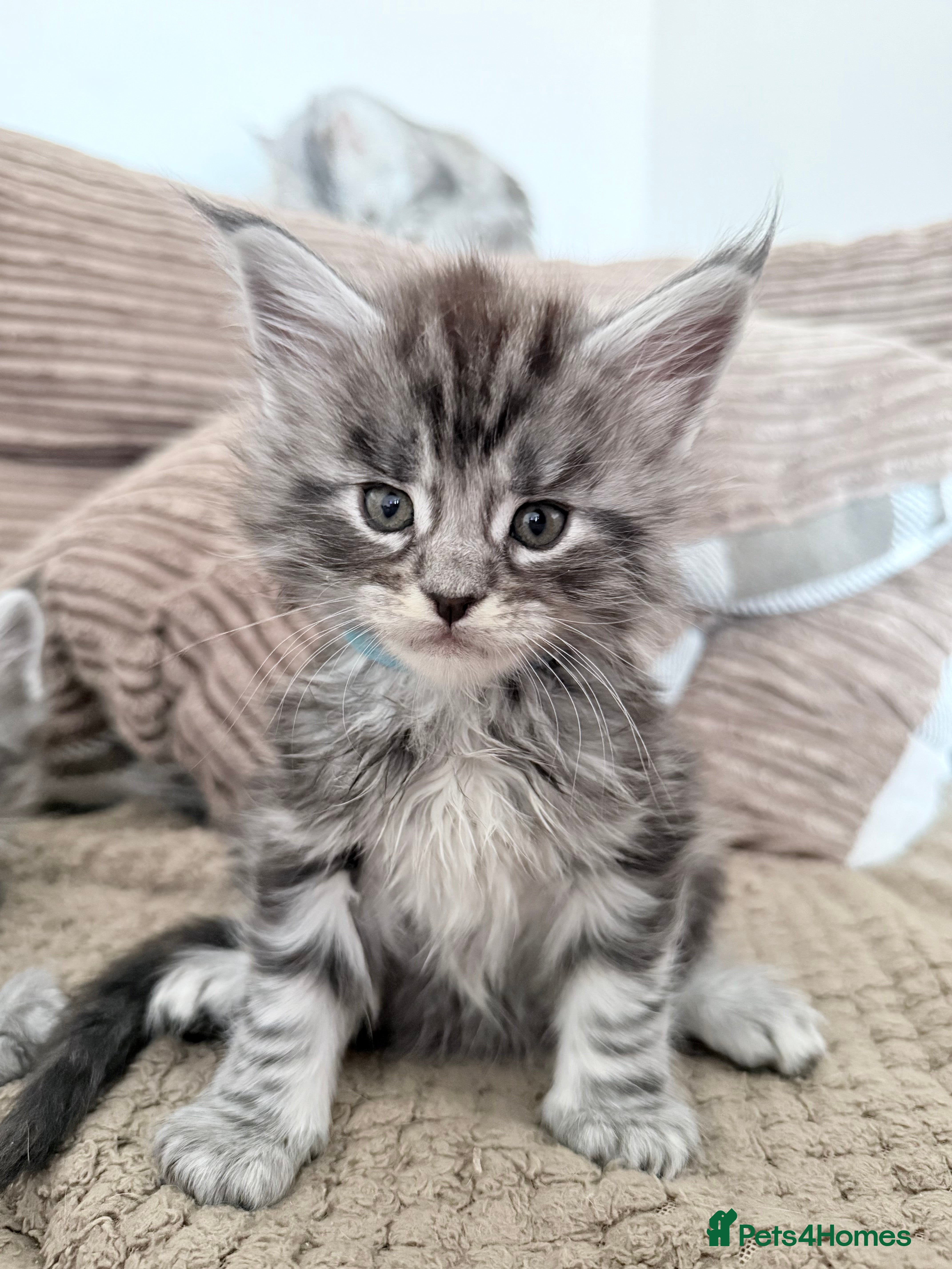 Maine Coon cats 🐾 Stunning Maine Coon Kittens🐾 - Advert 18