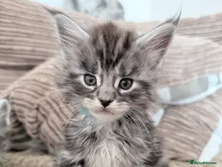 Maine Coon cats 🐾 Stunning Maine Coon Kittens🐾 - Advert 14