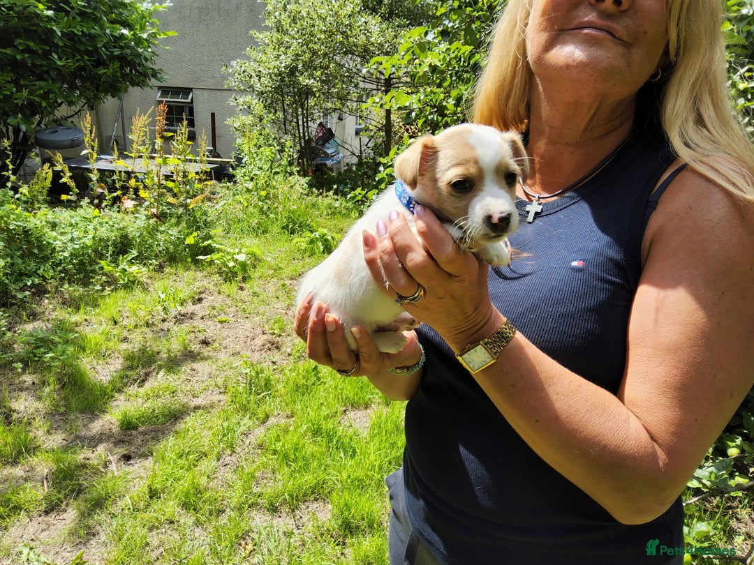 Jack Russell dogs for sale: Tri coloured & caramel JRT pups from organic farm - Image 5