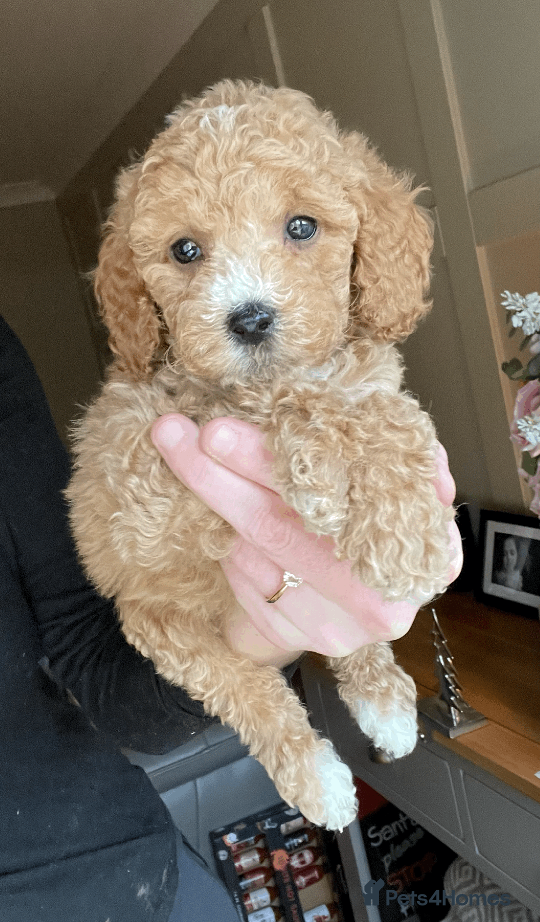 Cockapoo dogs for sale: F1b TOY COCKAPOO PUPS - DNA Health Tested!! - Advert 20