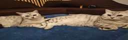British Shorthair cats for sale: ✨️✨️Tabby British Shorthair kitten✨️✨️ - Advert 5