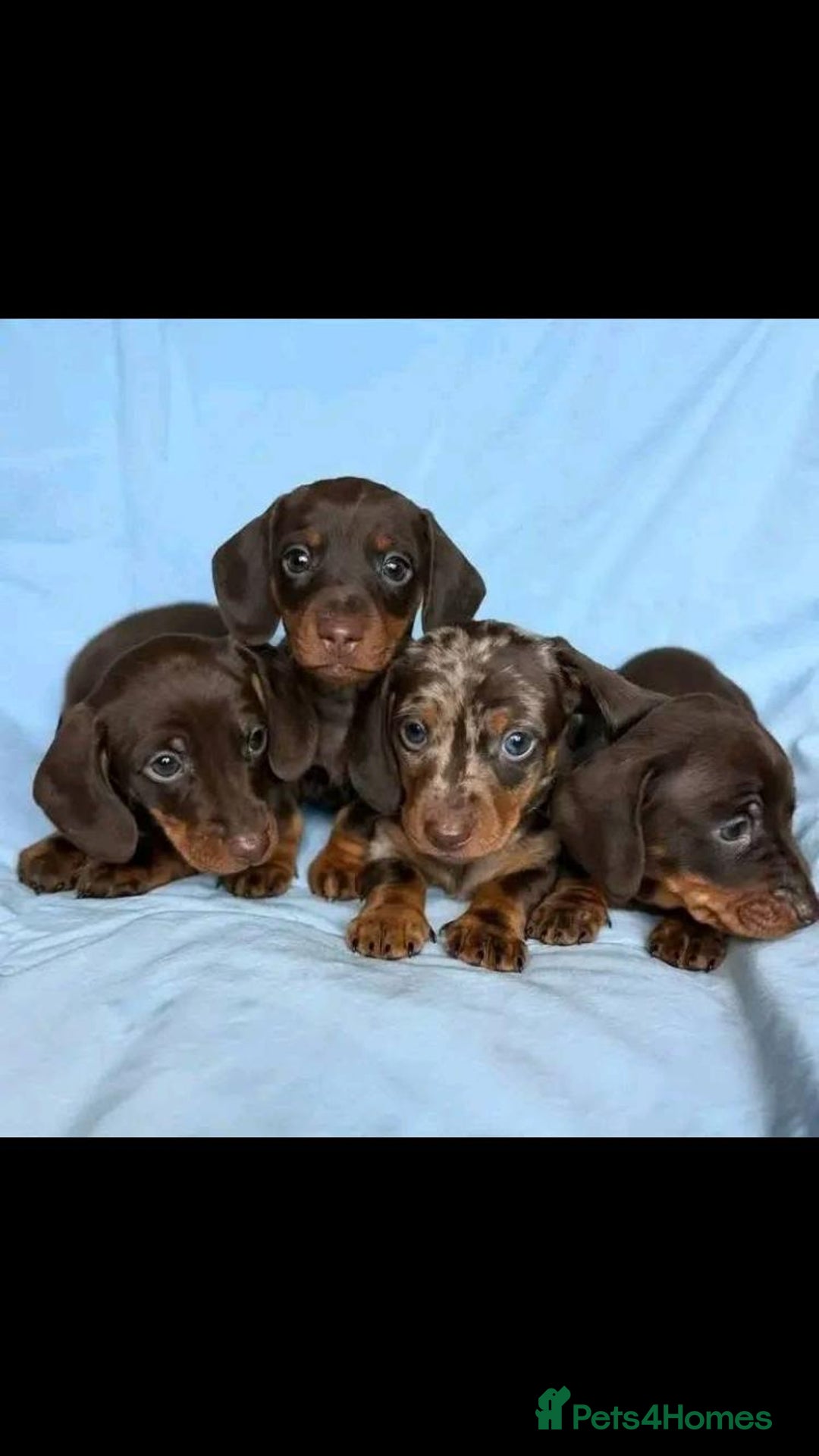 Miniature Dachshund dogs for sale: Miniature Dachshund puppies  - Image 5