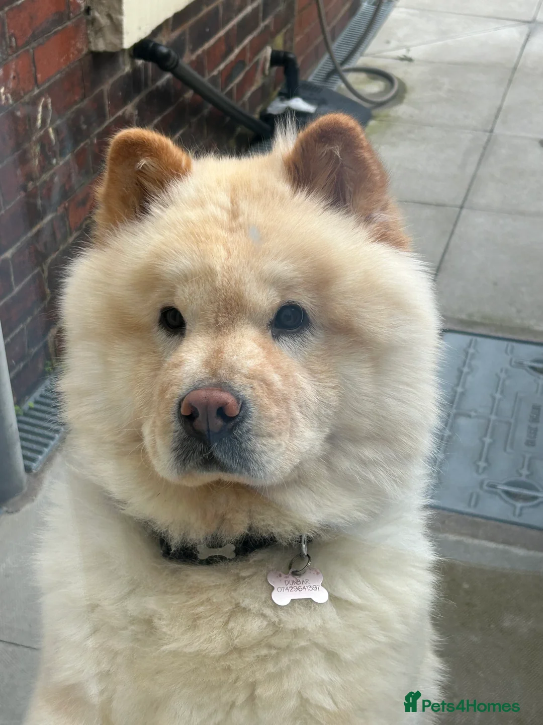 Chow Chow dogs for sale: Female Chow Chow  - Advert 6