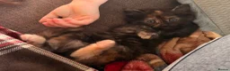 Mixed Breed cats for sale: 4 sunning long and short hair kittens - Advert 3