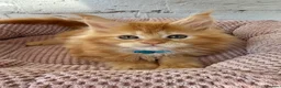 Maine Coon cats for sale: TICa reg 9 XXL Massive Red Kittens - Advert 13