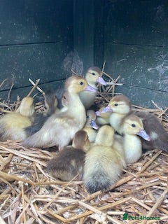 Ducks poultry Unsexed muscovy ducklings - rare colours - Advert 1