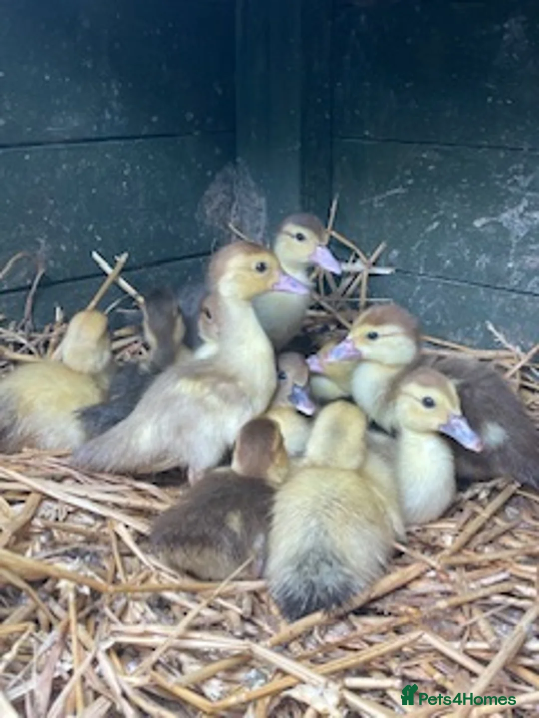 Ducks poultry for sale: Unsexed muscovy ducklings - rare colours - Advert 1