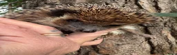 Pygmy Hedgehog rodents for sale: 9 week hoglets/ full masked/ reverse pinto READY   - Advert 22