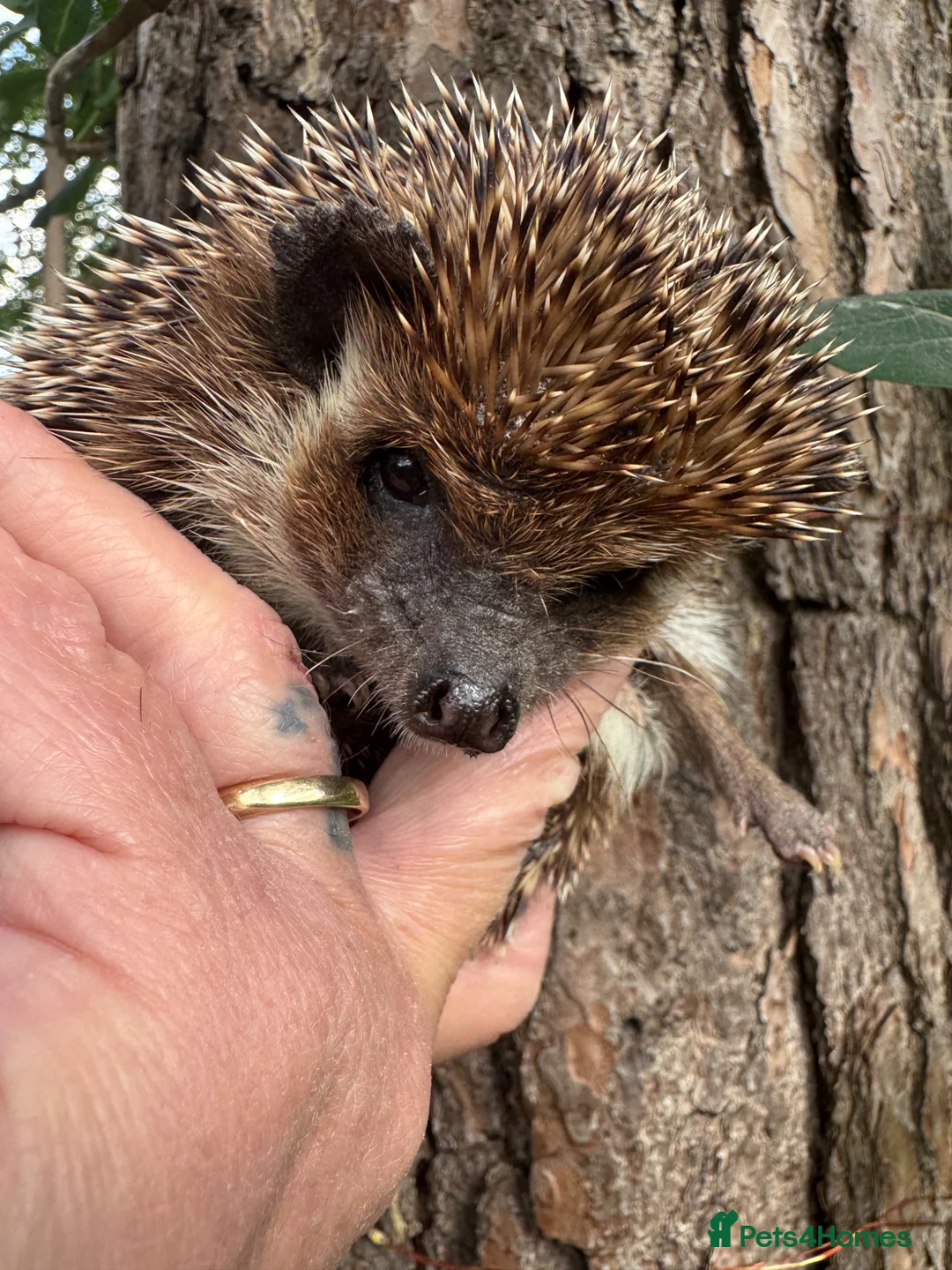 Pygmy Hedgehog rodents for sale: 9 week hoglets/ full masked/ reverse pinto READY   - Advert 22