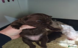 Shih Tzu dogs for sale: imperial shih tzu pups  - Advert 5