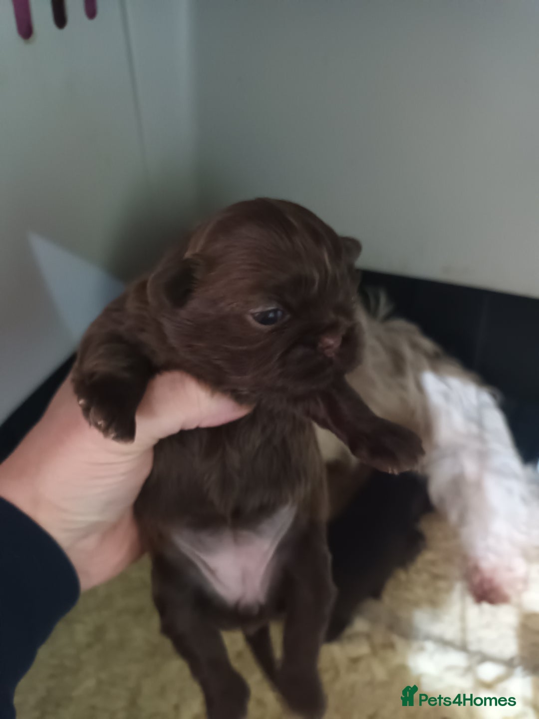 Shih Tzu dogs for sale: imperial shih tzu pups  - Advert 5