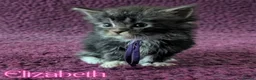 Maine Coon cats for sale: Champion Sired Maine Coon Kittens  TICA Registered in London - Advert 4