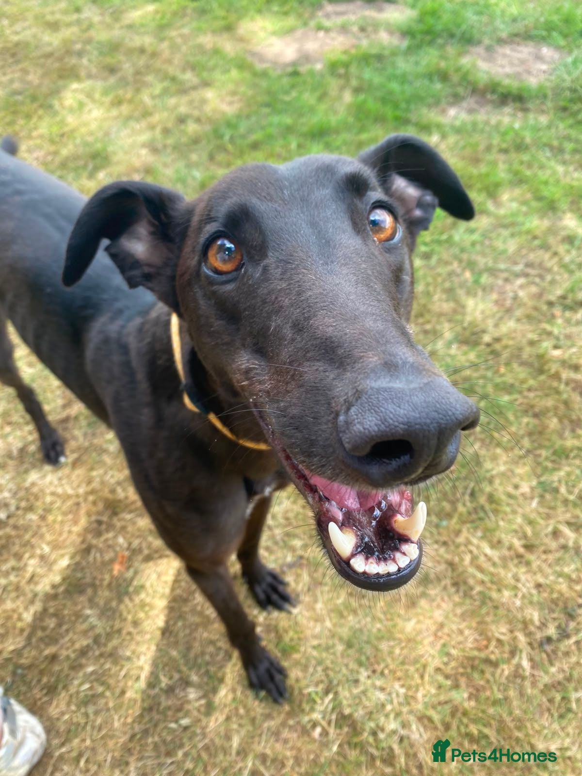 Greyhound dogs Oliver - Advert 5