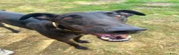 Greyhound dogs for adoption: Oliver - Advert 1