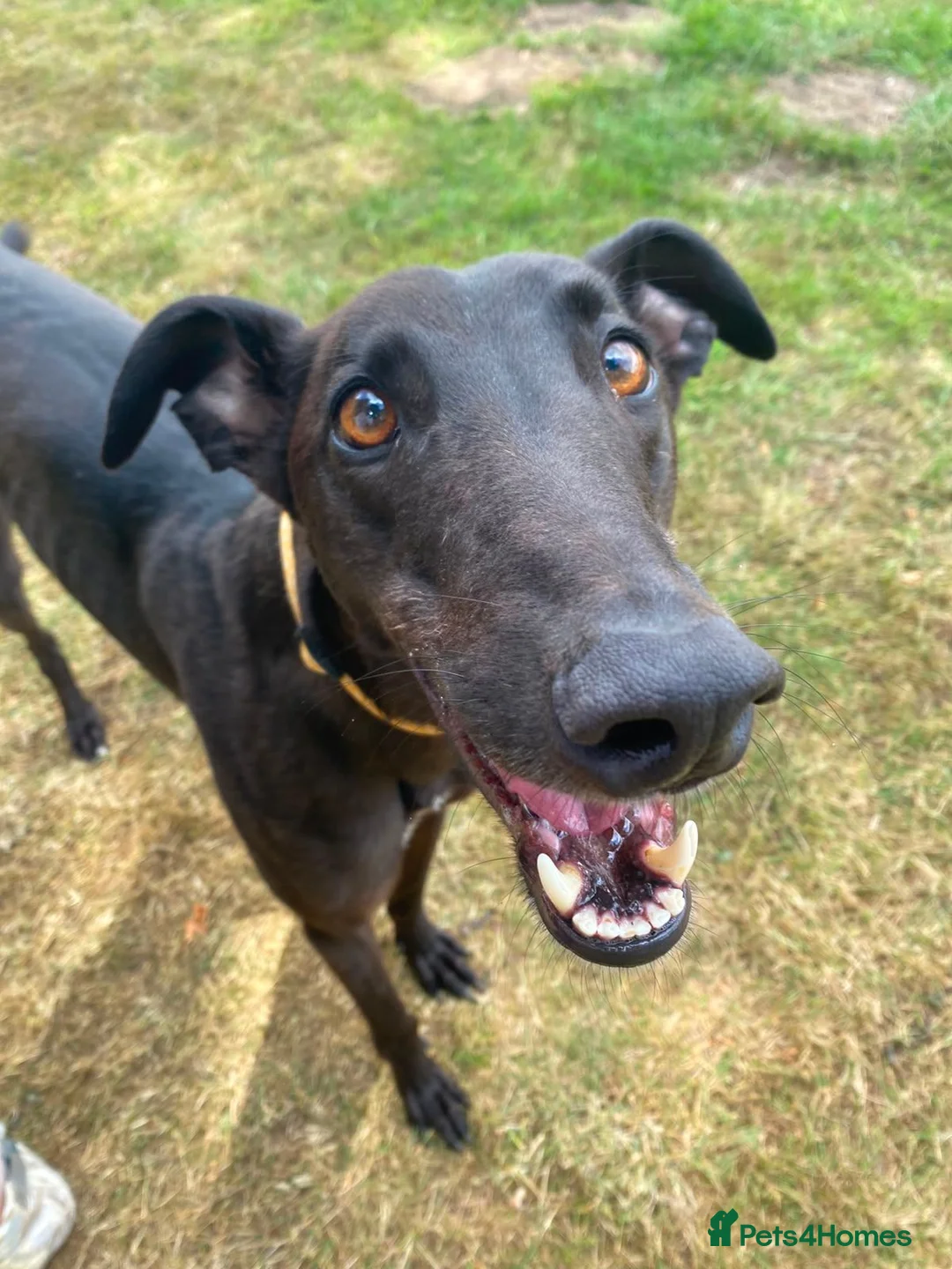 Greyhound dogs for adoption: Oliver - Advert 1