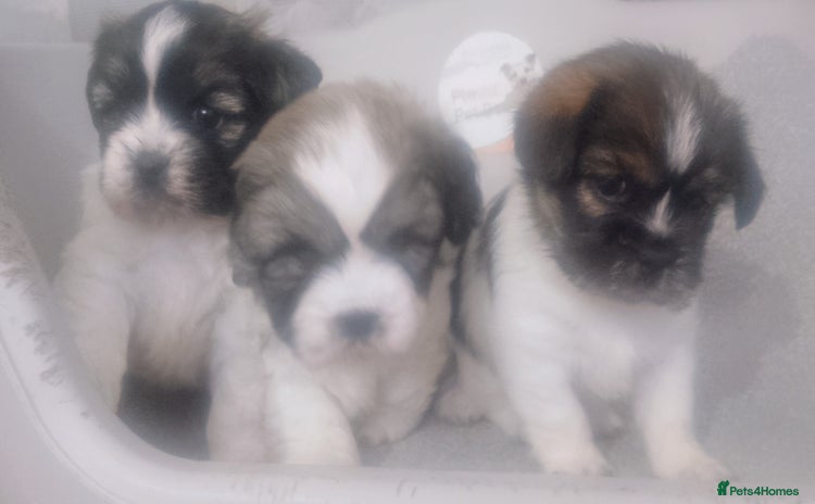 Mixed Breed dogs - Advert 2