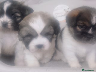 Mixed Breed dogs Lovely little shitzu cross puppies - Advert 2
