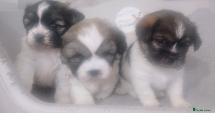 Mixed Breed dogs - Advert 2