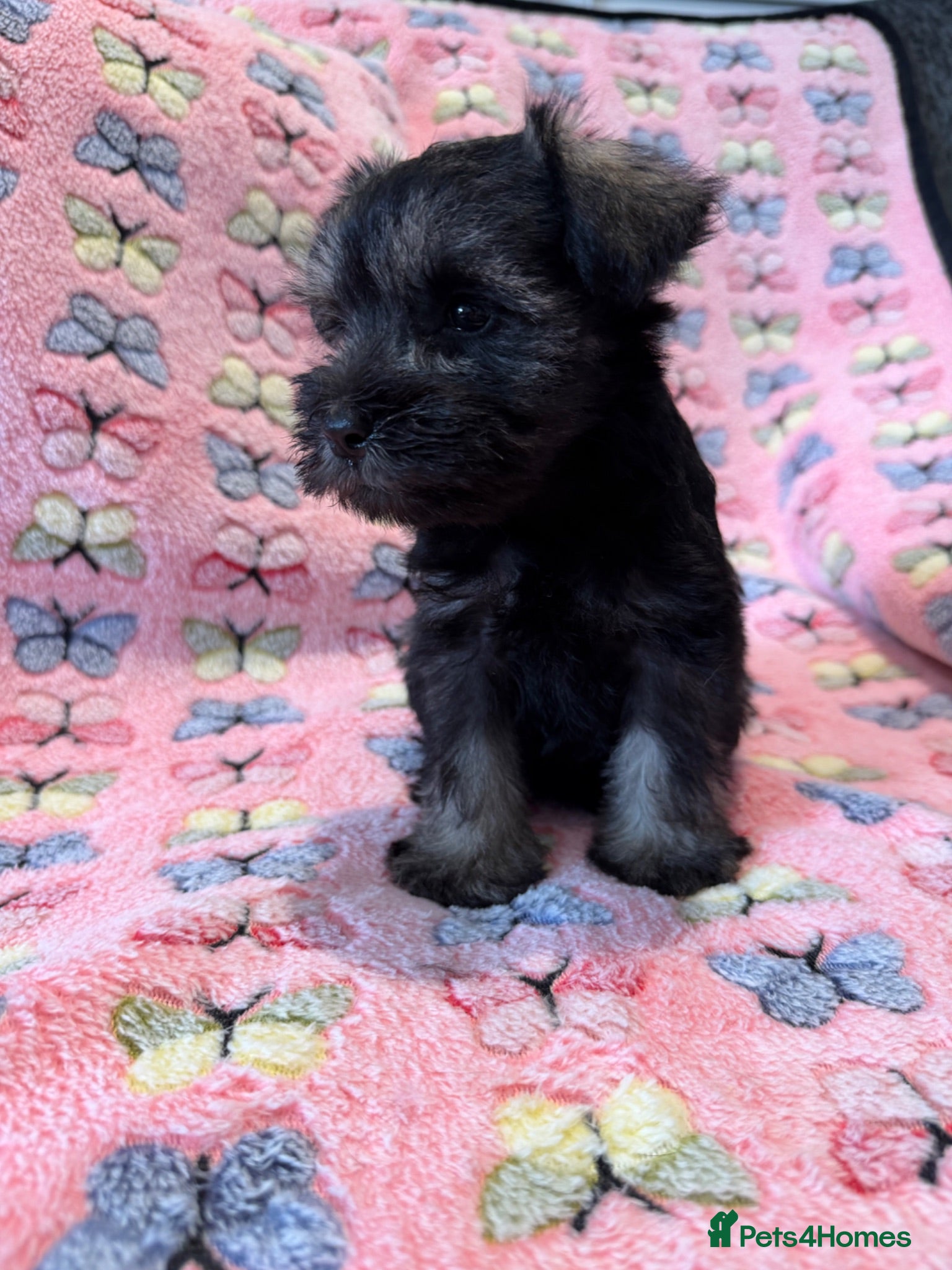 Miniature Schnauzer dogs 1 Beautiful kc Reg mini schnauzers girl left. - Advert 2