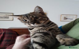 Savannah cats for sale: Large TICA Registered Spotted Savannah Boy Kitten  - Image 13