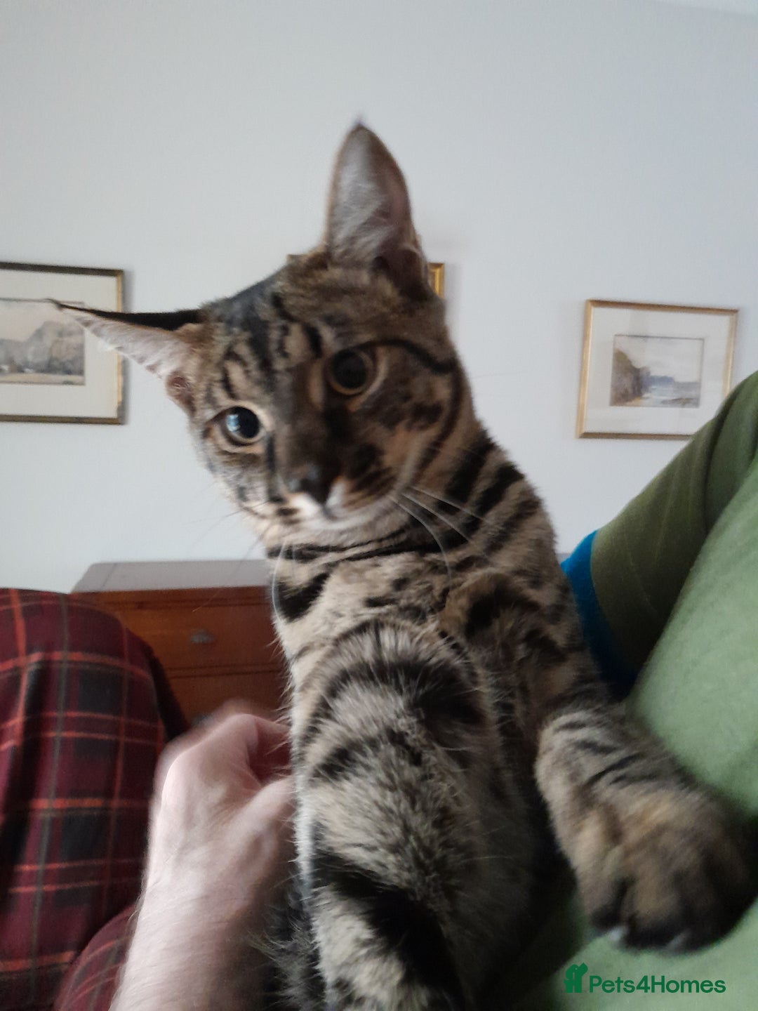 Savannah cats for sale: Large TICA Registered Spotted Savannah Boy Kitten  - Image 13
