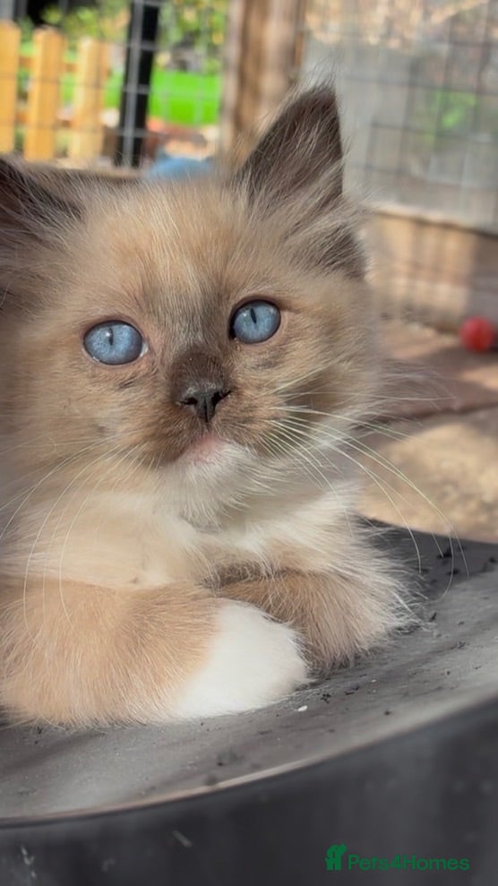 Ragdoll cats Registered pedigree cherubim Ragdolls - Advert 13