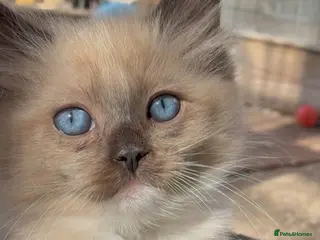 Ragdoll cats Registered pedigree cherubim Ragdolls - Advert 13